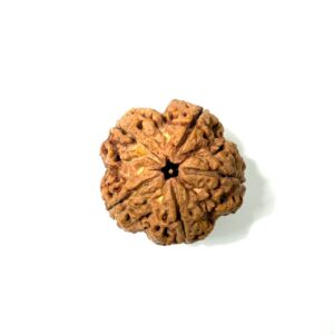 5 Mukhi Collector Nepali Rudraksha