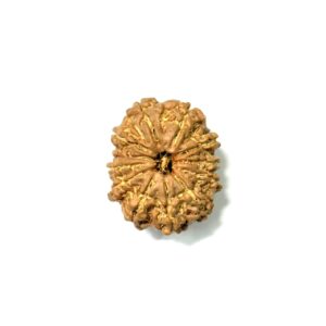 12-mukhi-nepali-rudraksha-9