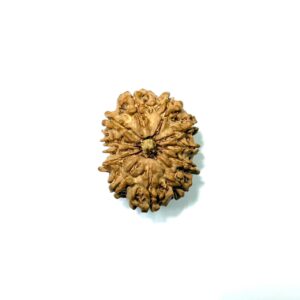 12-mukhi-nepali-rudraksha-8