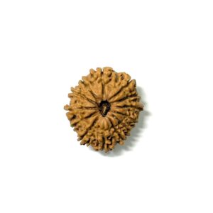 13-mukhi-nepali-rudraksha-9