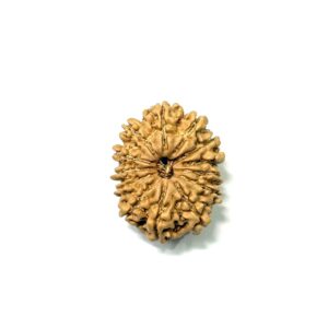 13-mukhi-nepali-rudraksha-10
