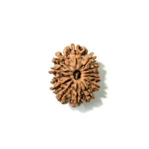 13 Mukhi Nepali Rudraksha