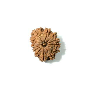 13-mukhi-nepali-rudraksha-12
