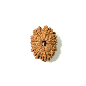 13-mukhi-nepali-rudraksha-6