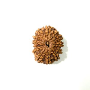 13 Mukhi Nepali Rudraksha