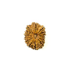 14-mukhi-nepali-rudraksha-7