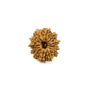 12-mukhi-nepali-rudraksha-10
