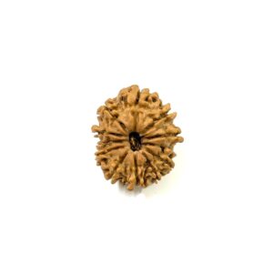 12-mukhi-nepali-rudraksha-11