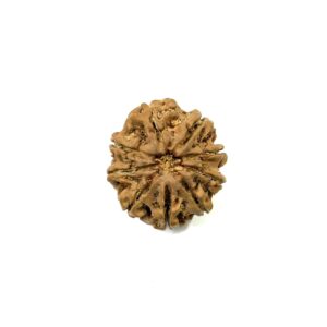 9-mukhi-collector-nepali-rudraksha-3