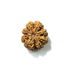 8-mukhi-antique-full-seeds-nepali-rudraksha