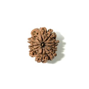 9-mukhi-nepali-rudraksha-6