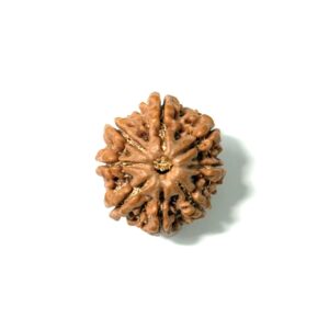8-mukhi-nepali-rudraksha-8