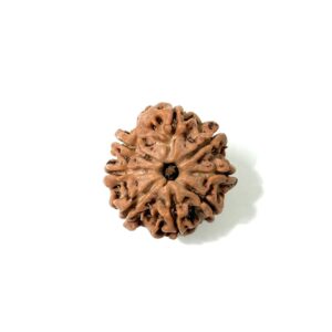 8 Mukhi Nepali Rudraksha
