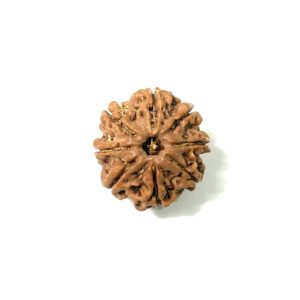 8-mukhi-nepali-rudraksha-10
