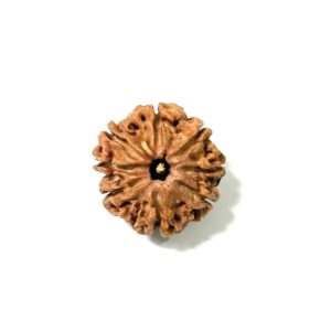 8-mukhi-nepali-rudraksha-11