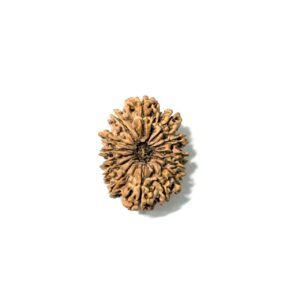 14-mukhi-collector-nepali-rudraksha