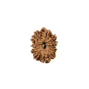 14-mukhi-nepali-rudraksha-8