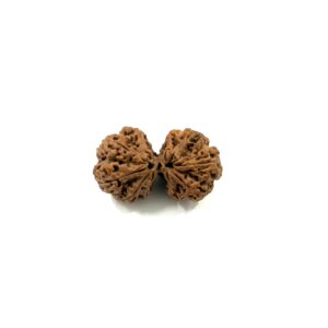 gauri-shankar-collector-nepali-rudraksha