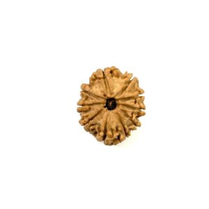 10-mukhi-nepali-rudraksha-7