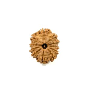 11-mukhi-nepali-rudraksha-8