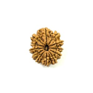 12-mukhi-nepali-rudraksha-12