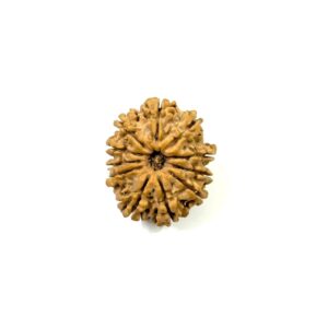 11-mukhi-nepali-rudraksha-9