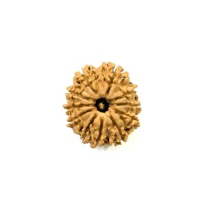 11-mukhi-nepali-rudraksha-10
