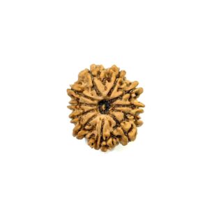 11-mukhi-nepali-rudraksha-11