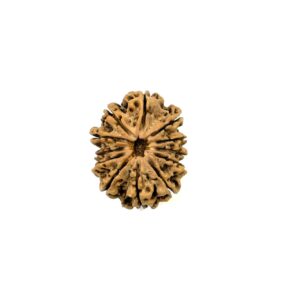 12-mukhi-nepali-rudraksha-13