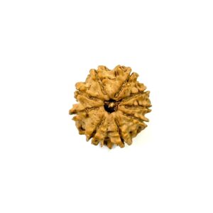9-mukhi-nepali-rudraksha-7