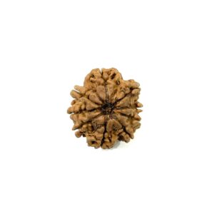 9-mukhi-nepali-rudraksha-8