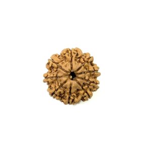 9-mukhi-nepali-rudraksha-9