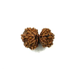 gauri-shankar-nepali-rudraksha-4