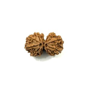 gauri-shankar-nepali-rudraksha-5