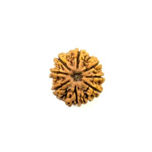 8-mukhi-nepali-rudraksha-12