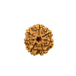 7-mukhi-nepali-rudraksha-12