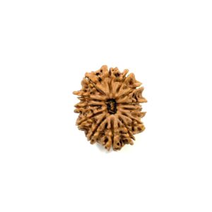 13-mukhi-nepali-rudraksha-13