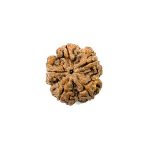 5 Mukhi Collector Nepali Rudraksha