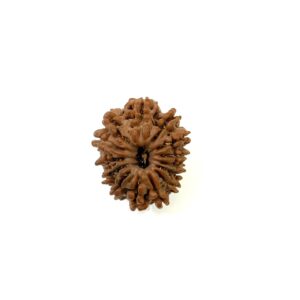 14-mukhi-nepali-rudraksha-9