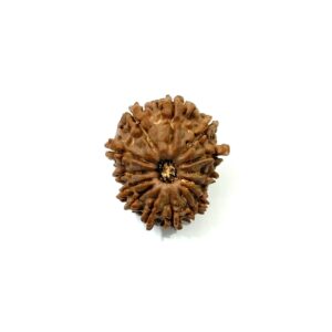 14-mukhi-nepali-rudraksha-10