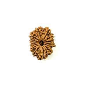 14-mukhi-nepali-rudraksha-11
