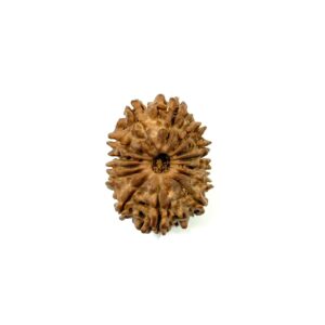 14-mukhi-nepali-rudraksha-12