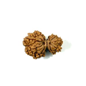 Garbh Gauri Nepali Rudraksha