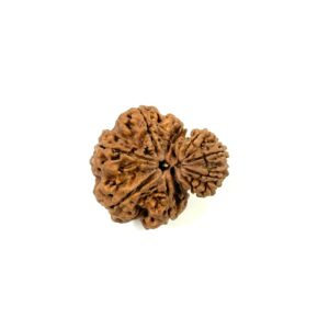 Garbh Gauri Nepali Rudraksha