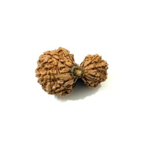 Garbh Gauri Nepali Rudraksha