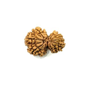Garbh Gauri Nepali Rudraksha