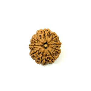 9-mukhi-nepali-rudraksha-10