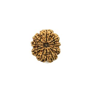9-mukhi-nepali-rudraksha-11