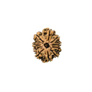 10-mukhi-nepali-rudraksha-8