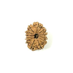 12-mukhi-nepali-rudraksha-14